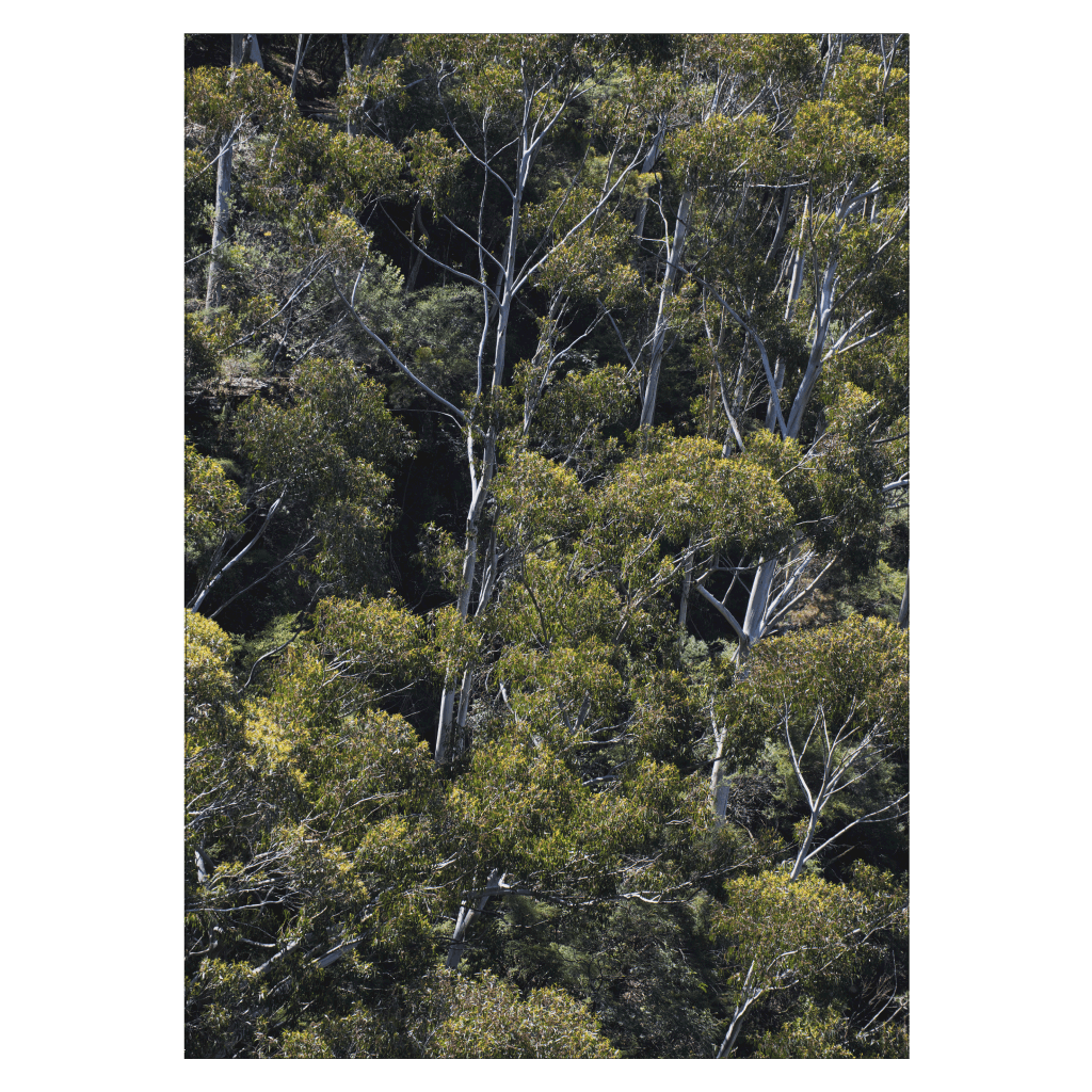 Eukalyptusträd i de blåa bergen