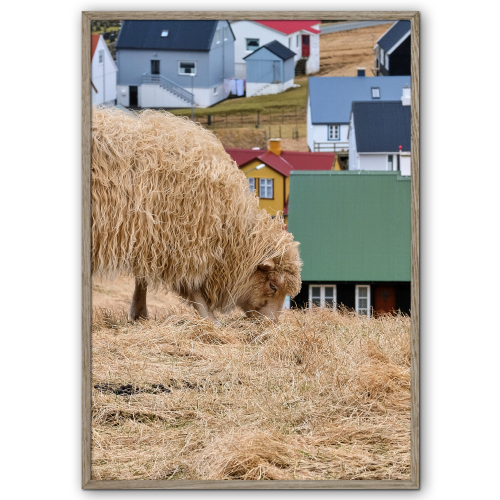 færøerne plakat med et får der græsser i gjogv