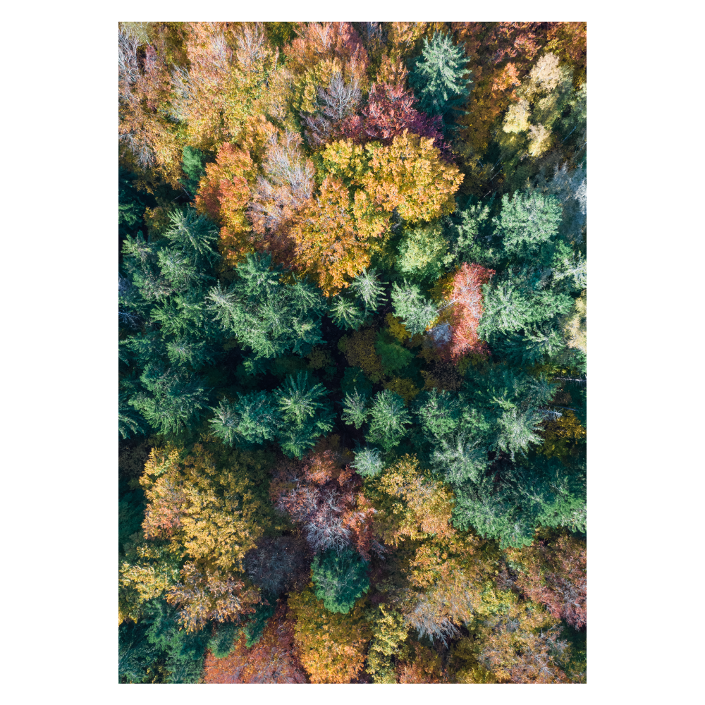 fotokunst billede med farverige trætoppe