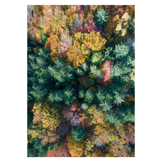 fotokunst billede med farverige trætoppe