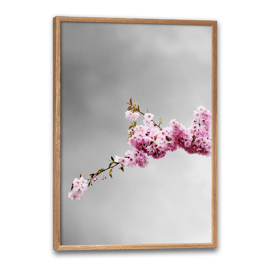fotokunst blomsterplakat med kirsebærblomster på grå baggrund