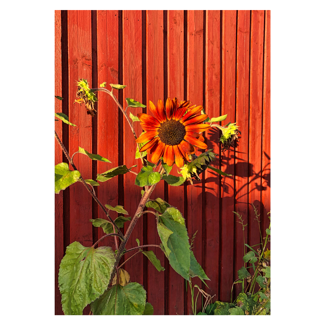 fotokunst blomsterplakat med en rød solsikke