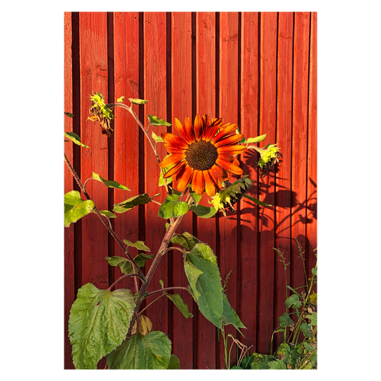 fotokunst blomsterplakat med en rød solsikke