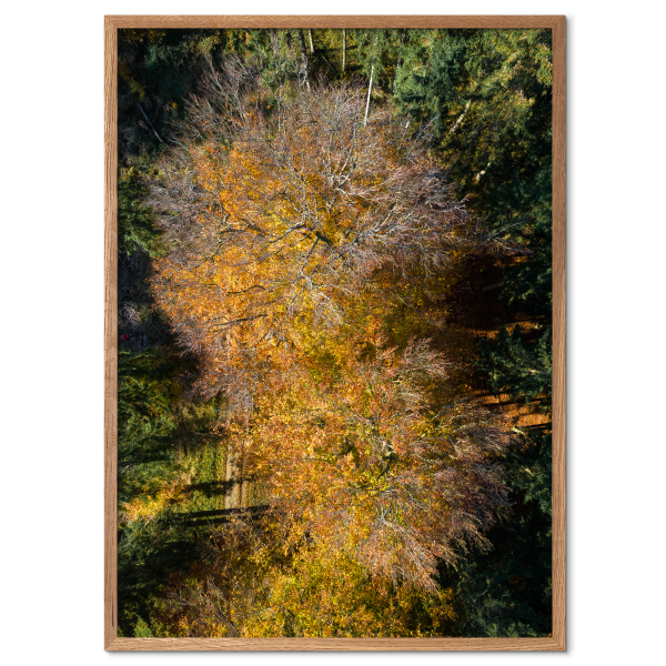 fotokunst plakat med orange efterårsblade