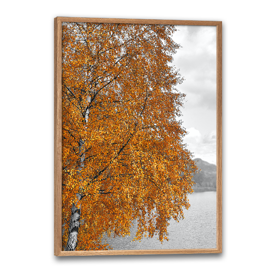 fotokunst plakat med et birketræ i røde og gule efterårsfarver