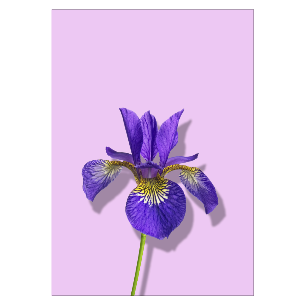 blomsterplakat med en lilla iris på lilla baggrund