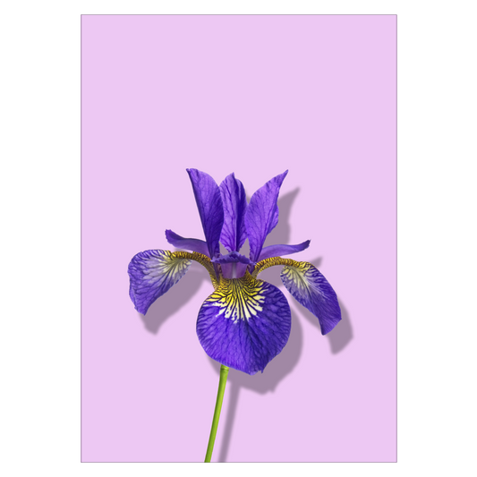 blomsterplakat med en lilla iris på lilla baggrund
