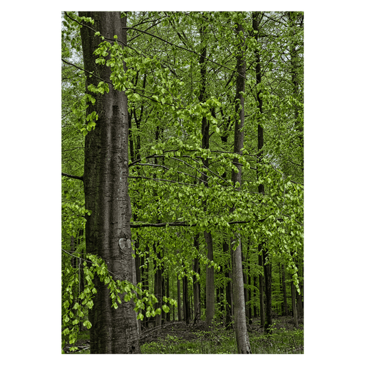 fotokunst plakat med dansk bøgeskov med friske grønne blade