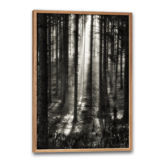 fotokunst plakat med sollys i mellem træerne i en mørk skov