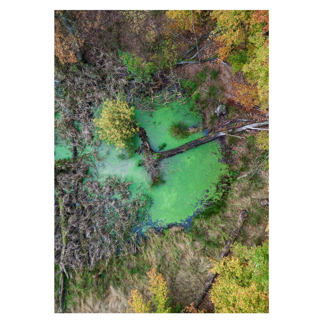 fotokunst plakat med en grøn sø set fra oven