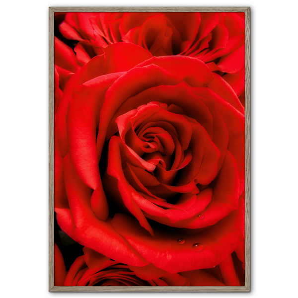 fotokunst kærligheds plakat med røde roser med vanddråber