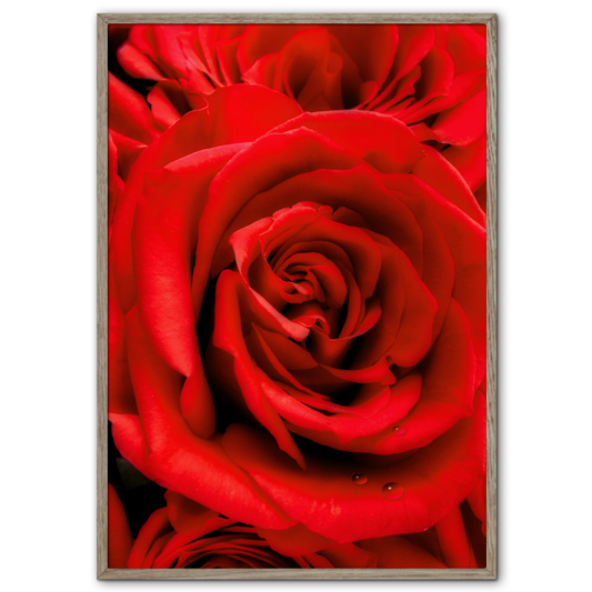 fotokunst kærligheds plakat med røde roser med vanddråber