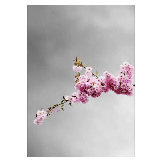 fotokunst plakat med lyserøde kirsebærblomster på grå baggrund