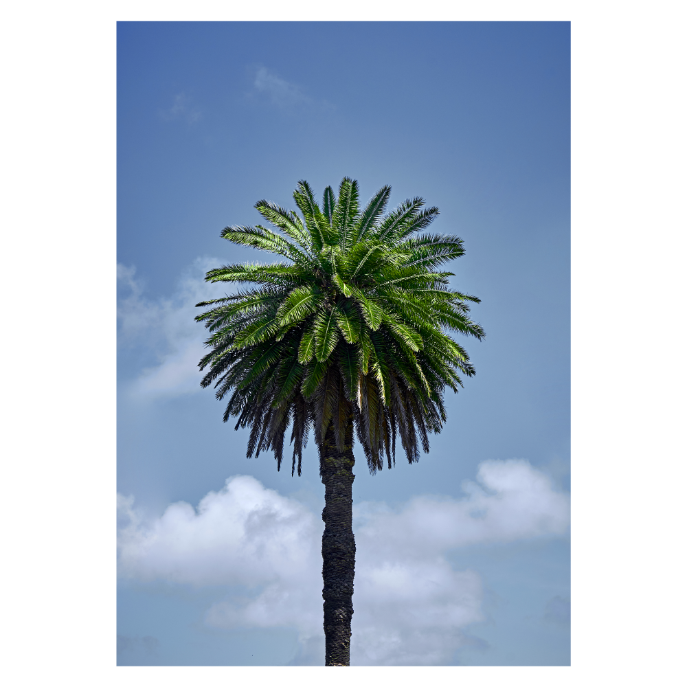 naturplakat med en flot rund palme med blå himmel som baggrund