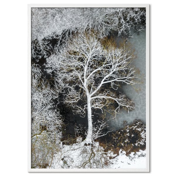 fotokunst plakat med et væltet træ i sneen