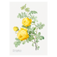 Grafisk blomsterplakat med gul hemisphaerica  rose