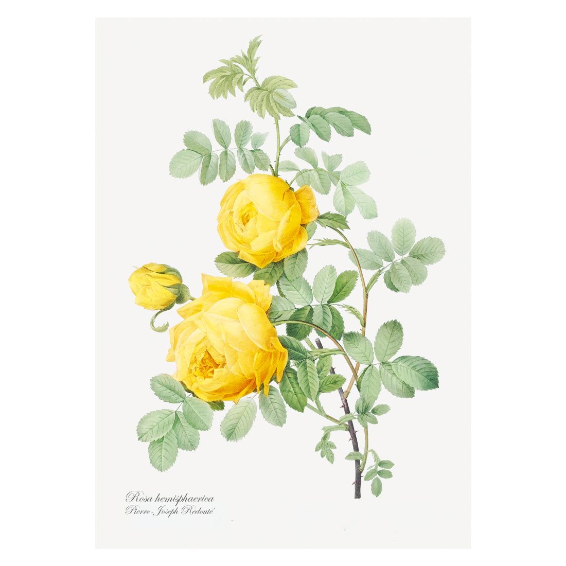 Grafisk blomsterplakat med gul hemisphaerica  rose
