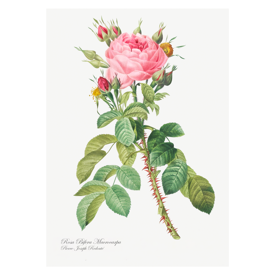 Grafisk blomsterplakat lyserød rose