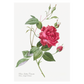 Grafisk blomsterplakat med en rød rose