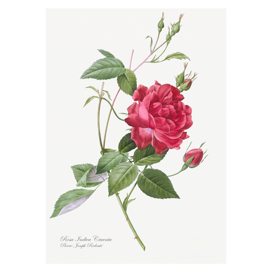 Grafisk blomsterplakat med en rød rose