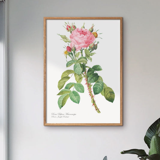 Graphic flower poster pink rose