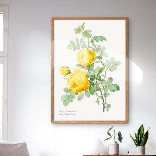 Graphic flower poster with yellow hemisphaerica  rose