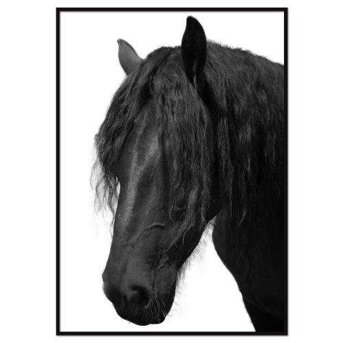 sort-hvid plakat med en langhåret hest