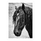 Hesteplakat med en sort langhåret hest