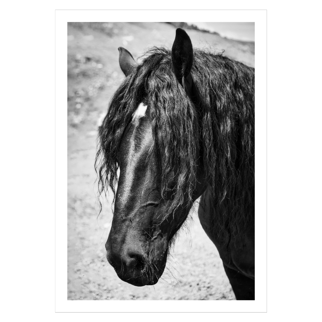 Hesteplakat med en sort langhåret hest