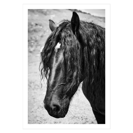 Hesteplakat med en sort langhåret hest