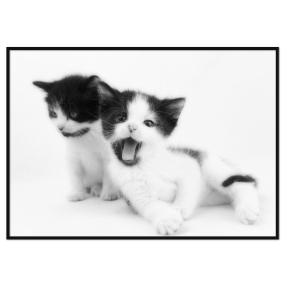 sort-hvid katteplakat med to frække killinger