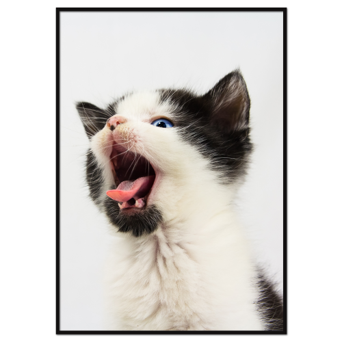 lommetørklæde Majroe Skinnende Katteplakat - gabende killing | Køb op til 70x100 - PLAKATFAR.DK