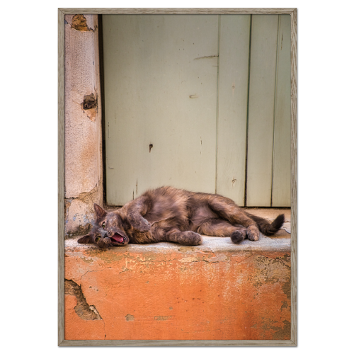 katte plakat med kat der ligger i varmen i en vindueskarm