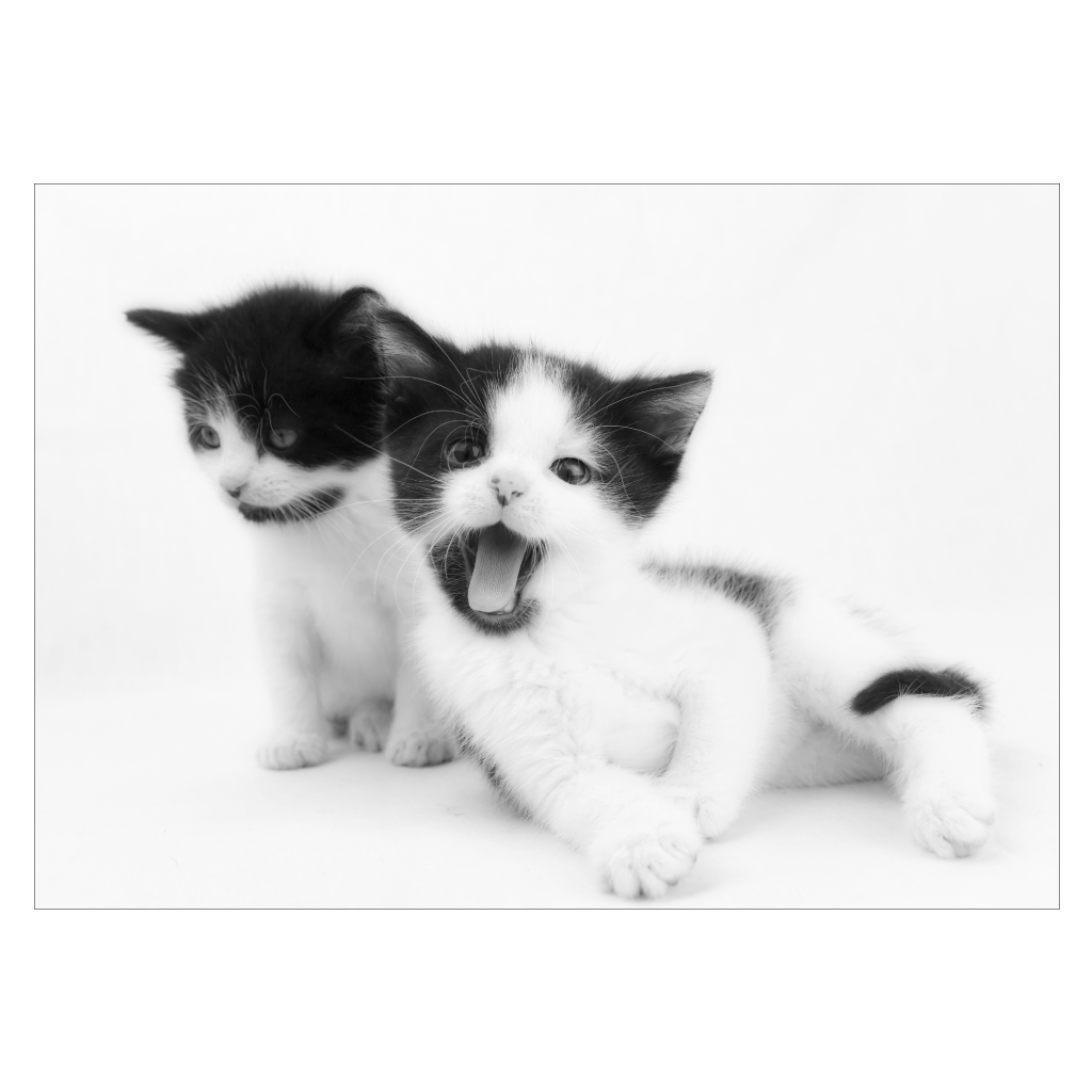 katte plakat i sort-hvid med to søde killinger på et gulv