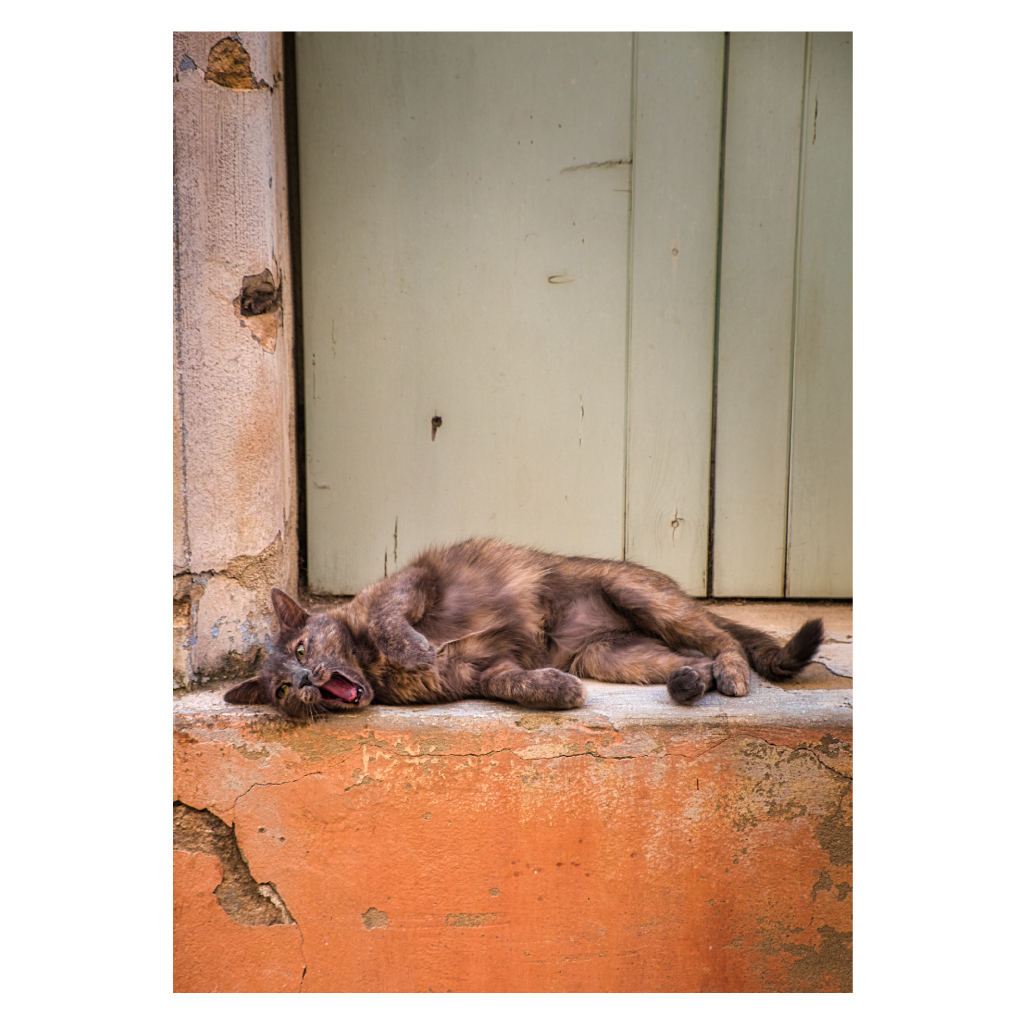dyreplakat med doven kat der ligger i varmen