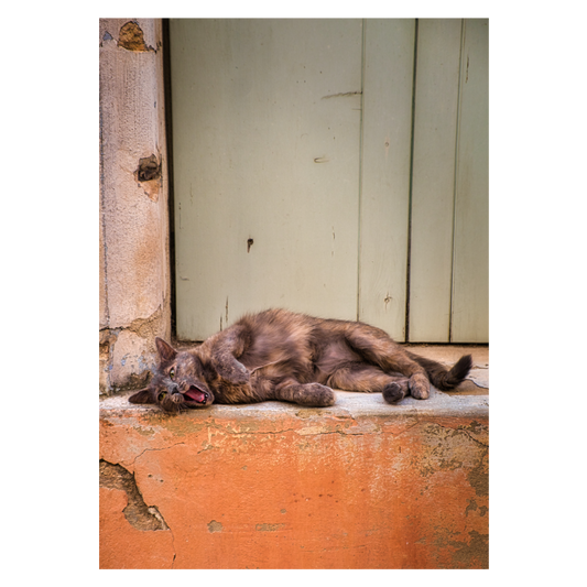 dyreplakat med doven kat der ligger i varmen