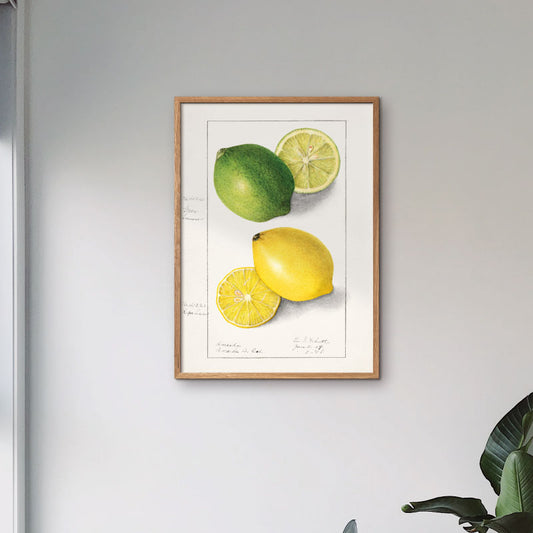 Grafisk plakat med håndtegnet citron og lime