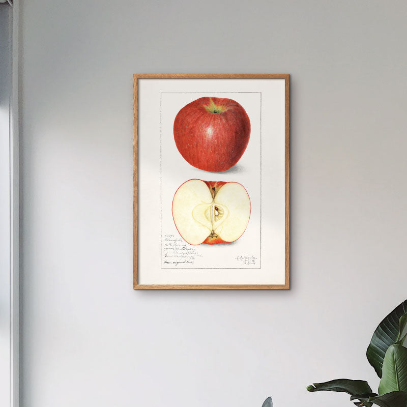 Grafisk plakat med håndtegnede røde æbler