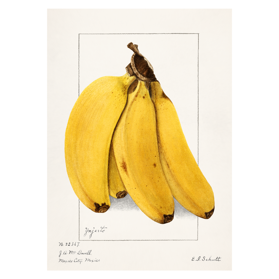 Køkkenplakat med håndtegnede bananer