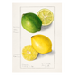 Køkkenplakat med håndtegnet citron og lime