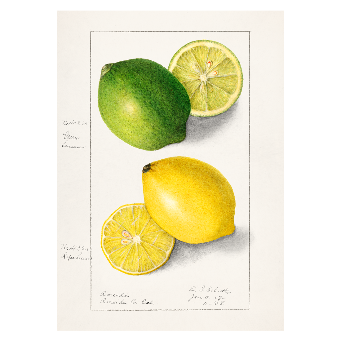 Køkkenplakat med håndtegnet citron og lime