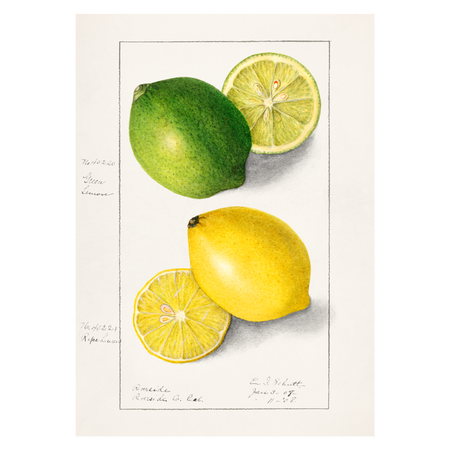 Køkkenplakat med håndtegnet citron og lime