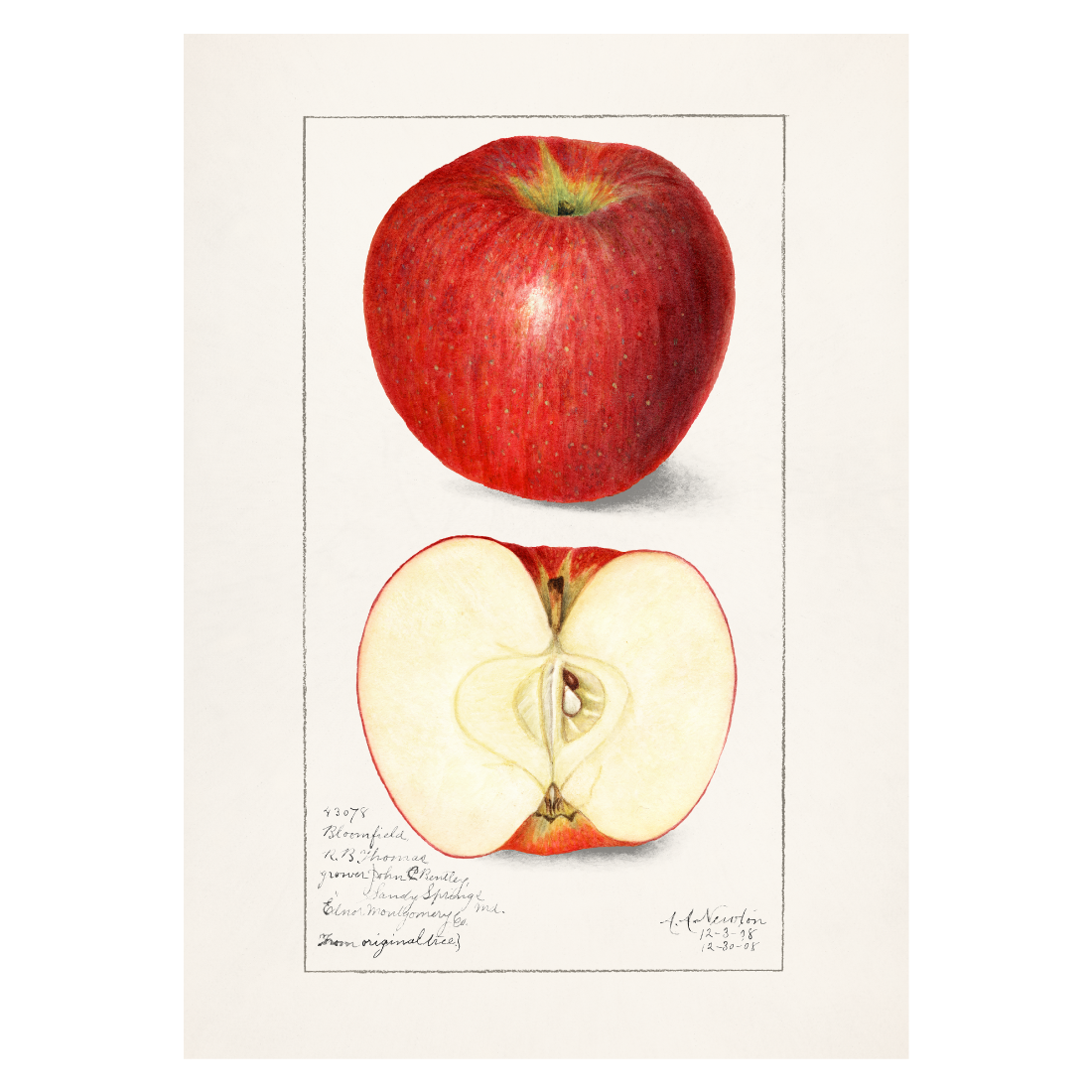 Køkkenplakat med håndtegnede røde æbler