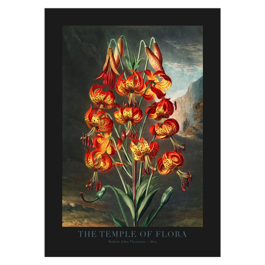 Kunstplakat med Robert John Thornton "The Superb Lily"