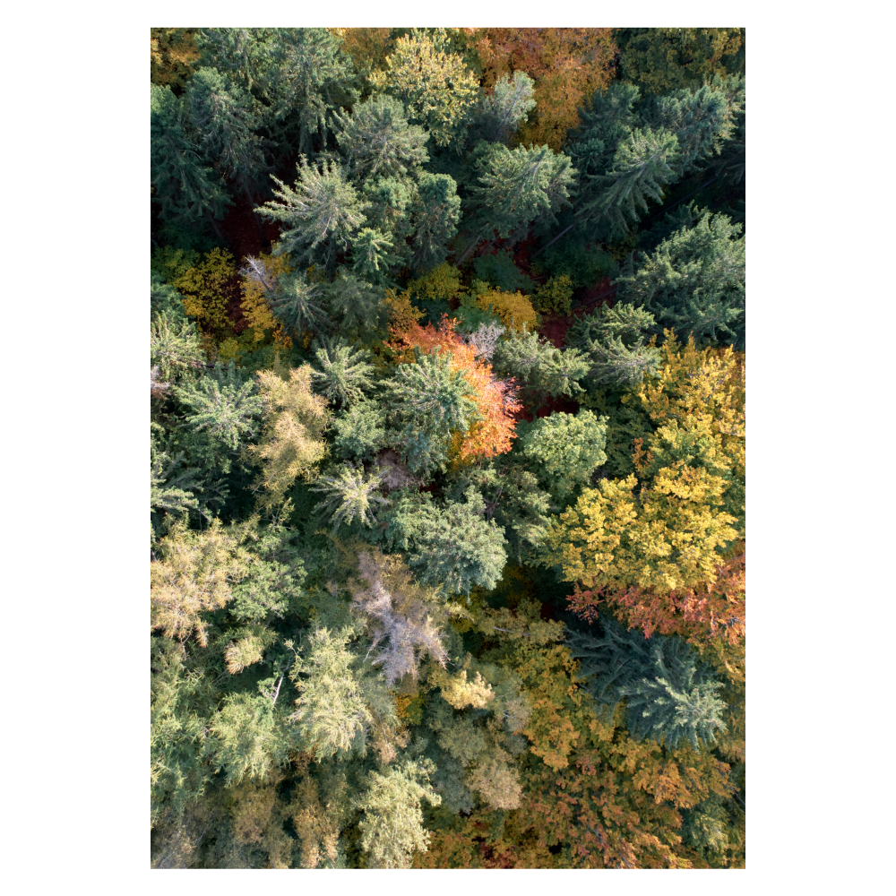 luftfoto af trætoppe i en skov i danmark