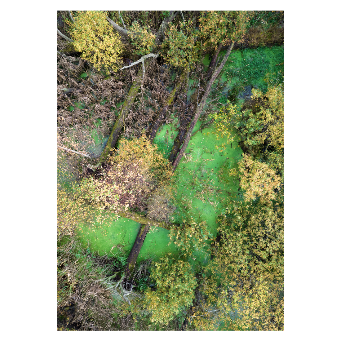 plakat med luftfoto af en lille grøn skovsø