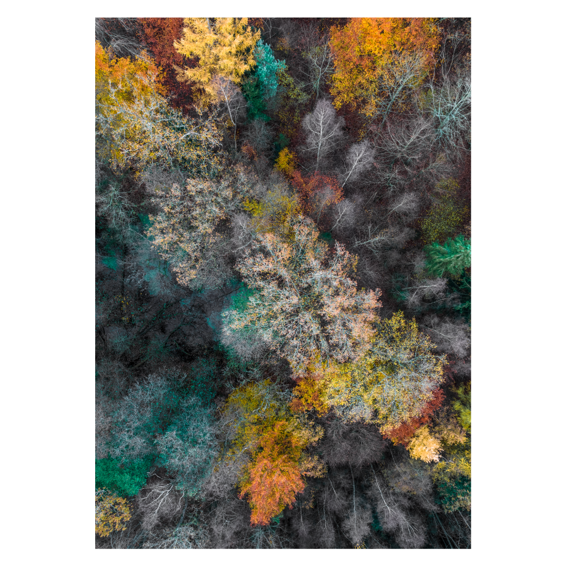 plakat med luftfoto af et skovlandskab i efterårsfarver