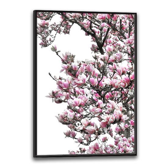 magnolia plakat med lyserøde blomster