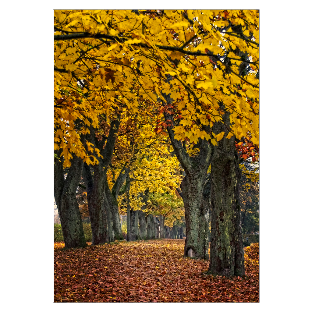 natur plakat med træ alle med gule blade efterår