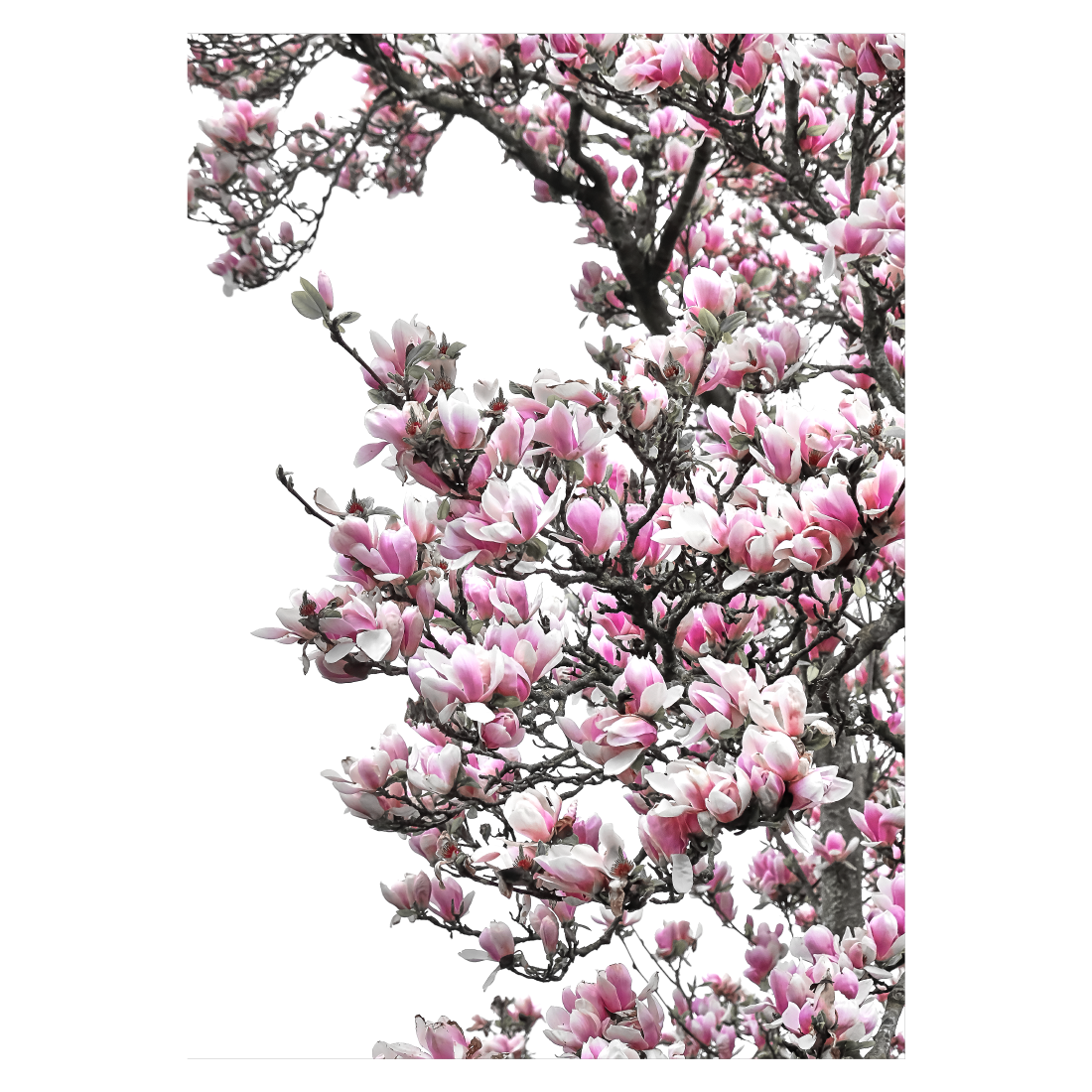 natur plakat med et lyserødt magnolietræ